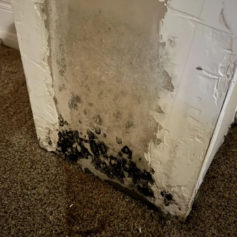 Professional Mold Removal in Edgewood, OH
